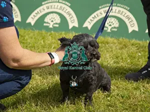 Scruffts 2023 regional round DogFest Tatton Park, Manchester