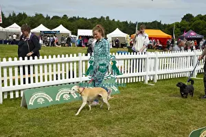 Scruffts 2023 regional round DogFest Tatton Park, Manchester