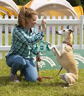 Scruffts 2023 regional round DogFest Tatton Park, Manchester