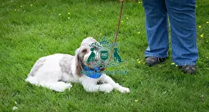 Scruffts Essex Hylands May 26, 2019