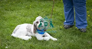 Scruffts Essex Hylands May 26, 2019