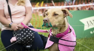 Scruffts Essex Hylands May 26, 2019