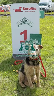 Chelmsford Prints: Scruffts Family Crossbreed Competition Chelmsford