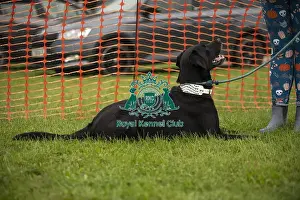 Dog Only Prints: Scruffts Family Crossbreed of the Year competition All About Dogs Cornwall 22/09/24