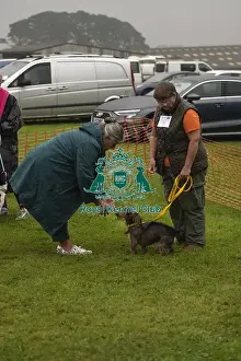 Most Handsome Crossbreed Dog Prints: Scruffts Family Crossbreed of the Year competition All About Dogs Cornwall 22/09/24
