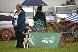 Most Handsome Crossbreed Dog Prints: Scruffts Family Crossbreed of the Year competition All About Dogs Cornwall 22/09/24