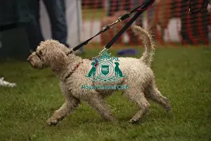 Dog Only Prints: Scruffts Family Crossbreed of the Year competition All About Dogs Cornwall 22/09/24
