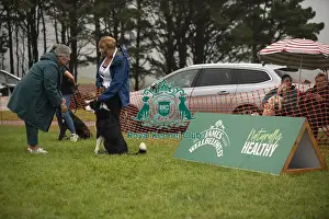 Most Handsome Crossbreed Dog Prints: Scruffts Family Crossbreed of the Year competition All About Dogs Cornwall 22/09/24