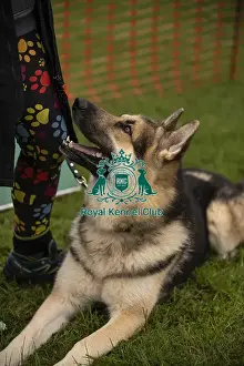 Dog Only Prints: Scruffts Family Crossbreed of the Year competition All About Dogs Cornwall 22/09/24