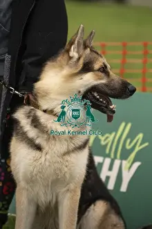 Dog Only Prints: Scruffts Family Crossbreed of the Year competition All About Dogs Cornwall 22/09/24