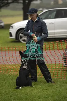 Most Handsome Crossbreed Dog Prints: Scruffts Family Crossbreed of the Year competition All About Dogs Cornwall 22/09/24