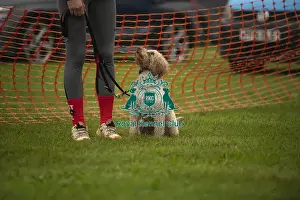 Dog Only Prints: Scruffts Family Crossbreed of the Year competition All About Dogs Cornwall 22/09/24