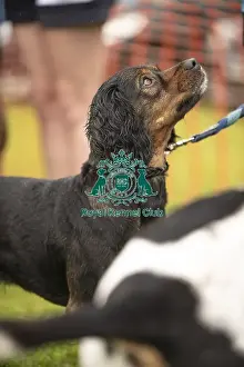 Dog Only Prints: Scruffts Family Crossbreed of the Year competition All About Dogs Cornwall 22/09/24