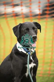 Cornwall Prints: Scruffts Family Crossbreed of the Year competition All About Dogs Cornwall 22/09/24
