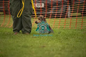 Scruffts Family Crossbreed of the Year competition All About Dogs Cornwall 22/09/24