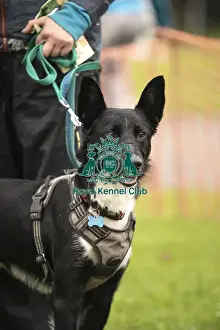 Scruffts Prints: Scruffts Family Crossbreed of the Year competition All About Dogs Cornwall 22/09/24