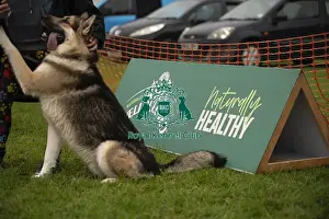 Scruffts Prints: Scruffts Family Crossbreed of the Year competition All About Dogs Cornwall 22/09/24