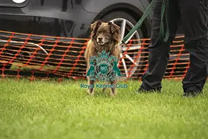 Scruffts Prints: Scruffts Family Crossbreed of the Year competition All About Dogs Cornwall 22/09/24