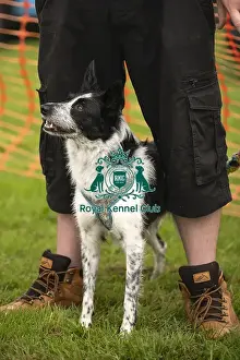 Dog Only Prints: Scruffts Family Crossbreed of the Year competition All About Dogs Cornwall