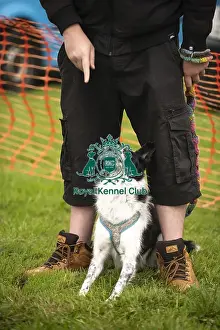 Dog Only Prints: Scruffts Family Crossbreed of the Year competition All About Dogs Cornwall