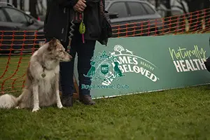 Dog Only Prints: Scruffts Family Crossbreed of the Year competition All About Dogs Cornwall