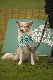 Dog Only Prints: Scruffts Family Crossbreed of the Year competition All About Dogs Cornwall