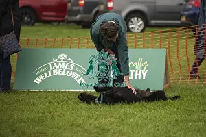 Dog And Owner Prints: Scruffts Family Crossbreed of the Year competition All About Dogs Cornwall