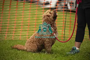 Dog Only Prints: Scruffts Family Crossbreed of the Year competition All About Dogs Cornwall
