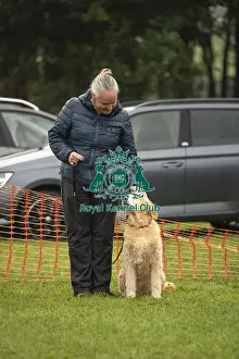 Scruffts 2024 Prints: Scruffts Family Crossbreed of the Year competition All About Dogs Cornwall