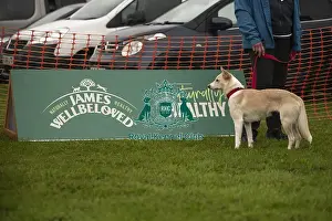 Dog Only Prints: Scruffts Family Crossbreed of the Year competition All About Dogs Cornwall