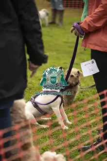 Dog Only Prints: Scruffts Family Crossbreed of the Year competition All About Dogs Cornwall