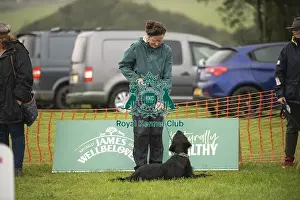 Scruffts 2024 Prints: Scruffts Family Crossbreed of the Year competition All About Dogs Cornwall