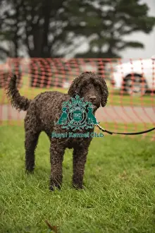 Scruffts Family Crossbreed of the Year competition All About Dogs Cornwall
