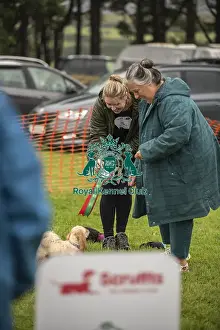 Scruffts Family Crossbreed of the Year competition All About Dogs Cornwall