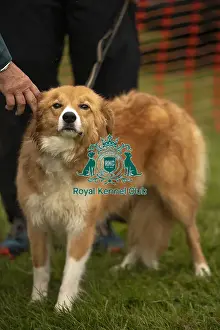 Scruffts Family Crossbreed of the Year competition All About Dogs Cornwall