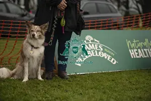 Scruffts Family Crossbreed of the Year competition All About Dogs Cornwall