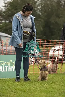 Scruffts Family Crossbreed of the Year competition All About Dogs Cornwall