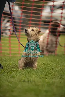 Scruffts Family Crossbreed of the Year competition All About Dogs Cornwall