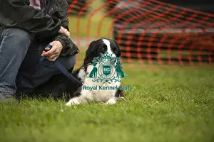Scruffts Family Crossbreed of the Year competition All About Dogs Cornwall
