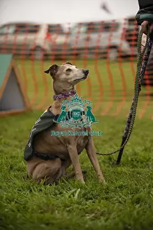Scruffts Prints: Scruffts Family Crossbreed of the Year competition All About Dogs Cornwall