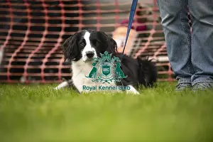 Scruffts Prints: Scruffts Family Crossbreed of the Year competition All About Dogs Cornwall