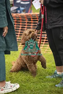 Scruffts Prints: Scruffts Family Crossbreed of the Year competition All About Dogs Cornwall