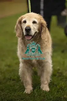 Scruffts Prints: Scruffts Family Crossbreed of the Year competition All About Dogs Cornwall