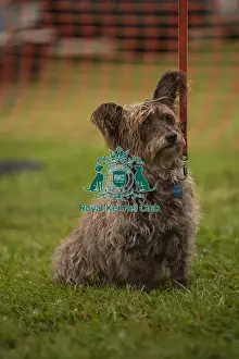 Scruffts Prints: Scruffts Family Crossbreed of the Year competition All About Dogs Cornwall