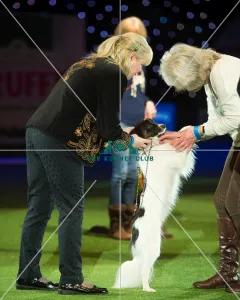 Scruffts Final