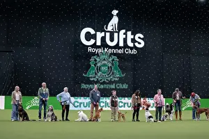 Crufts 2026 Main Arena Prints: Scruffts final
