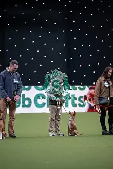 Crufts 2026 Main Arena Prints: Scruffts final