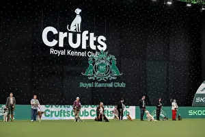 Crufts 2026 Main Arena Prints: Scruffts final