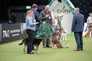 Crufts 2026 Main Arena Prints: Scruffts final
