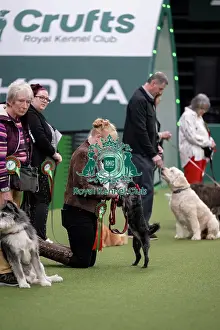 Crufts 2026 Main Arena Prints: Scruffts final